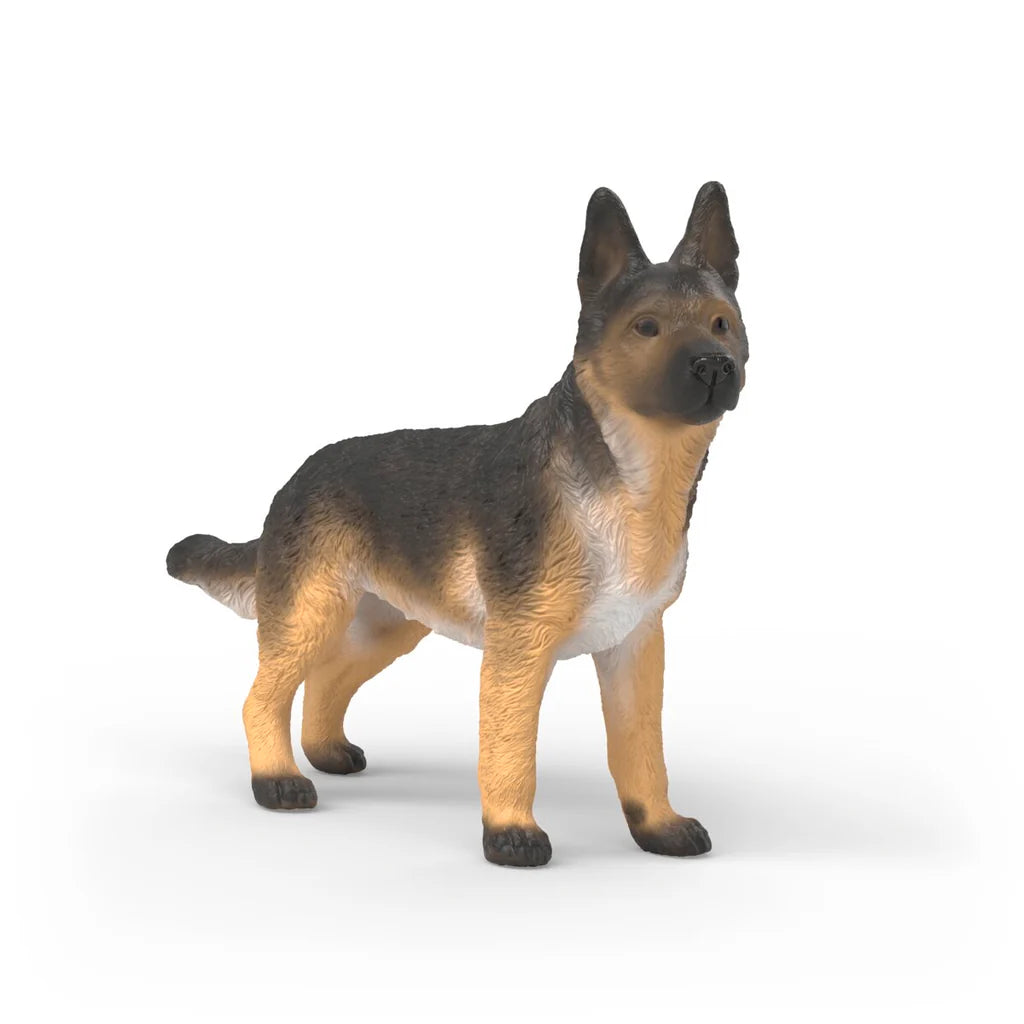 German Sheperd Female