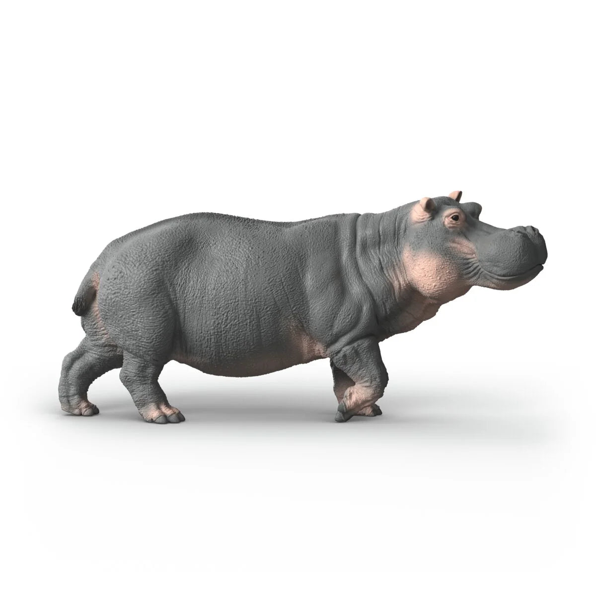 Hippopotamus