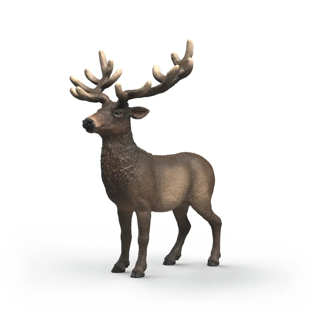 Elk