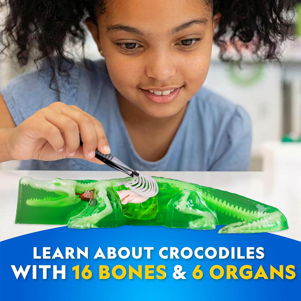 Crocodile Dissection Lab Glow In The Dark