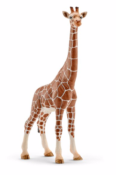 Giraffe, female