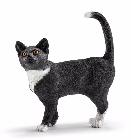 Cat, standing