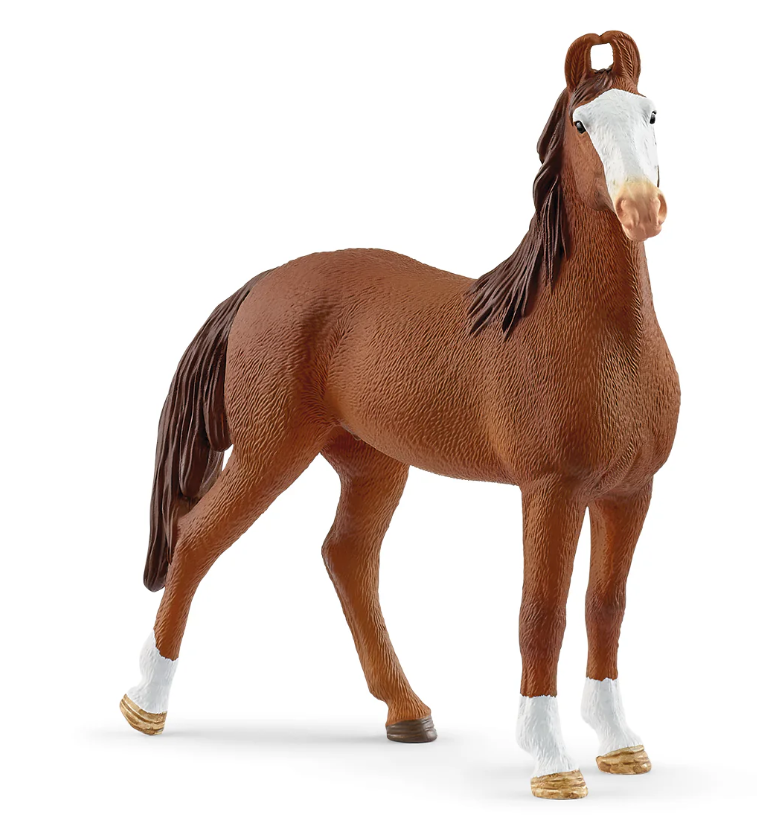 Marwari Mare