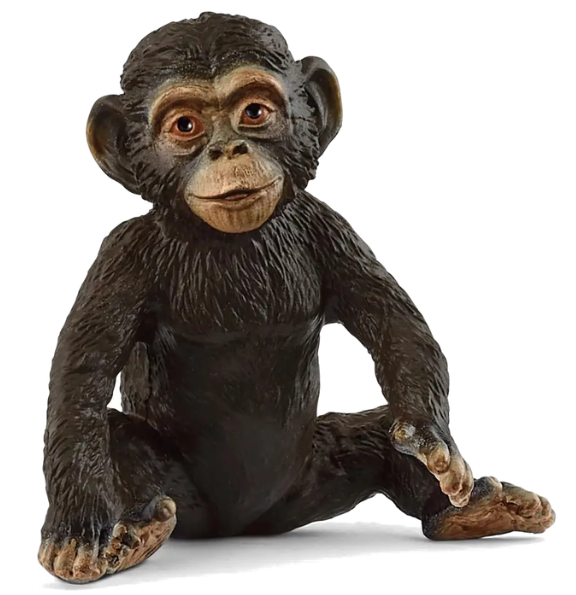 Chimpanzee Cub