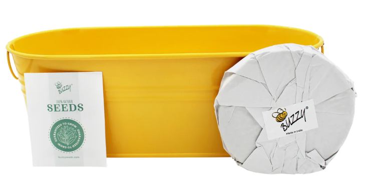 My First Garden Sunflower