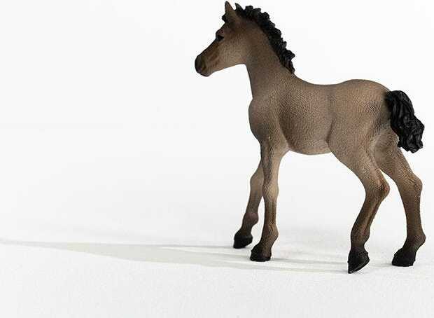 Criollo Definitivo Foal