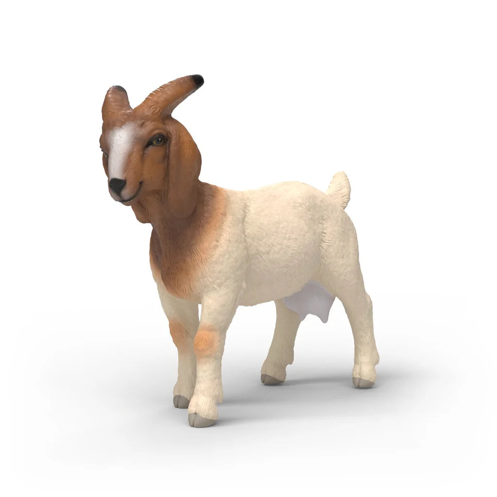 Boer Goat