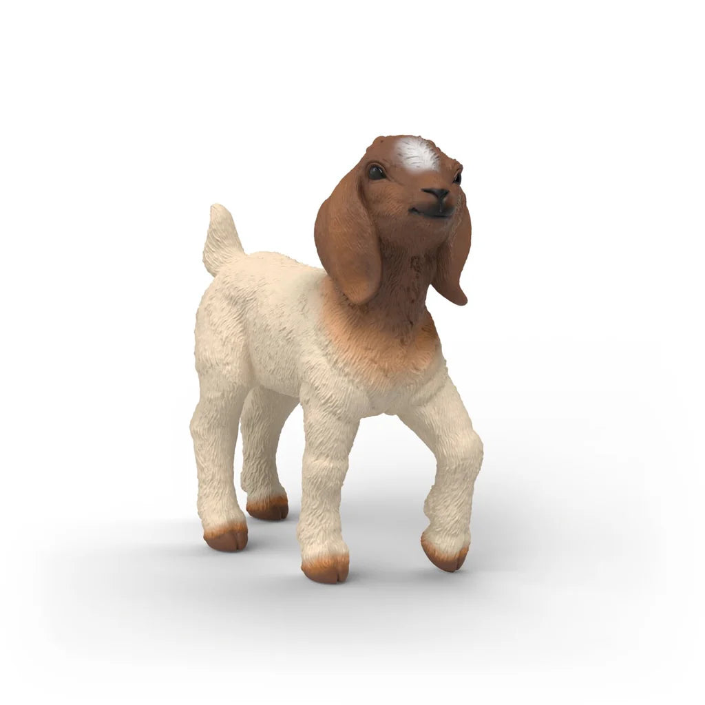 Boer Goat Kid