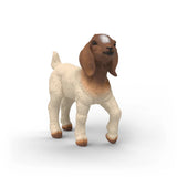 Boer Goat Kid