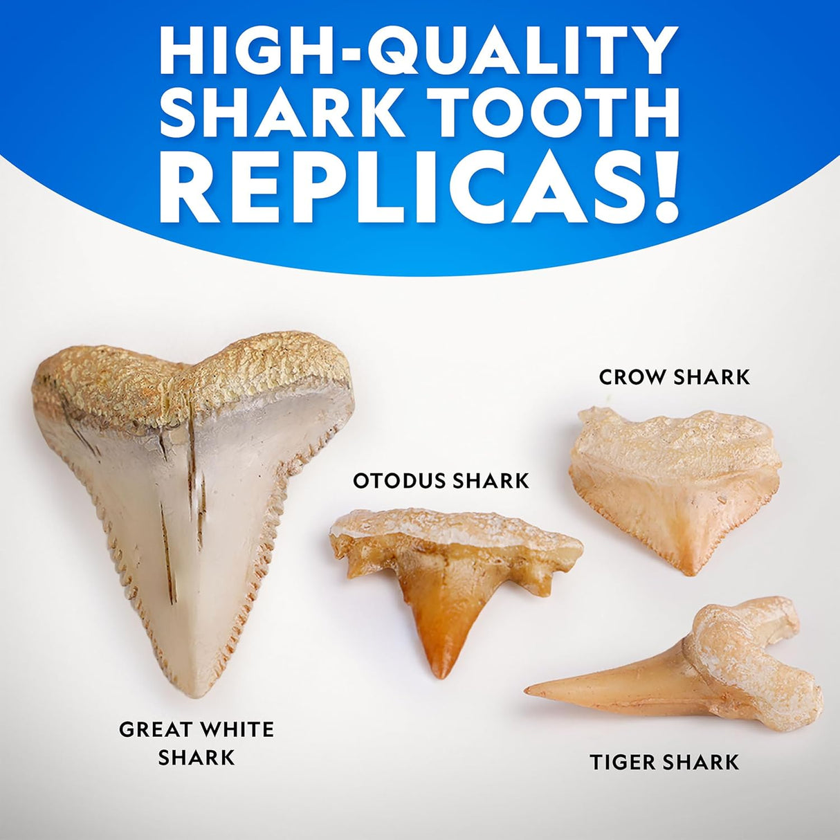 Shark Tooth Dig Kit