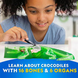 Crocodile Dissection Lab Glow In The Dark
