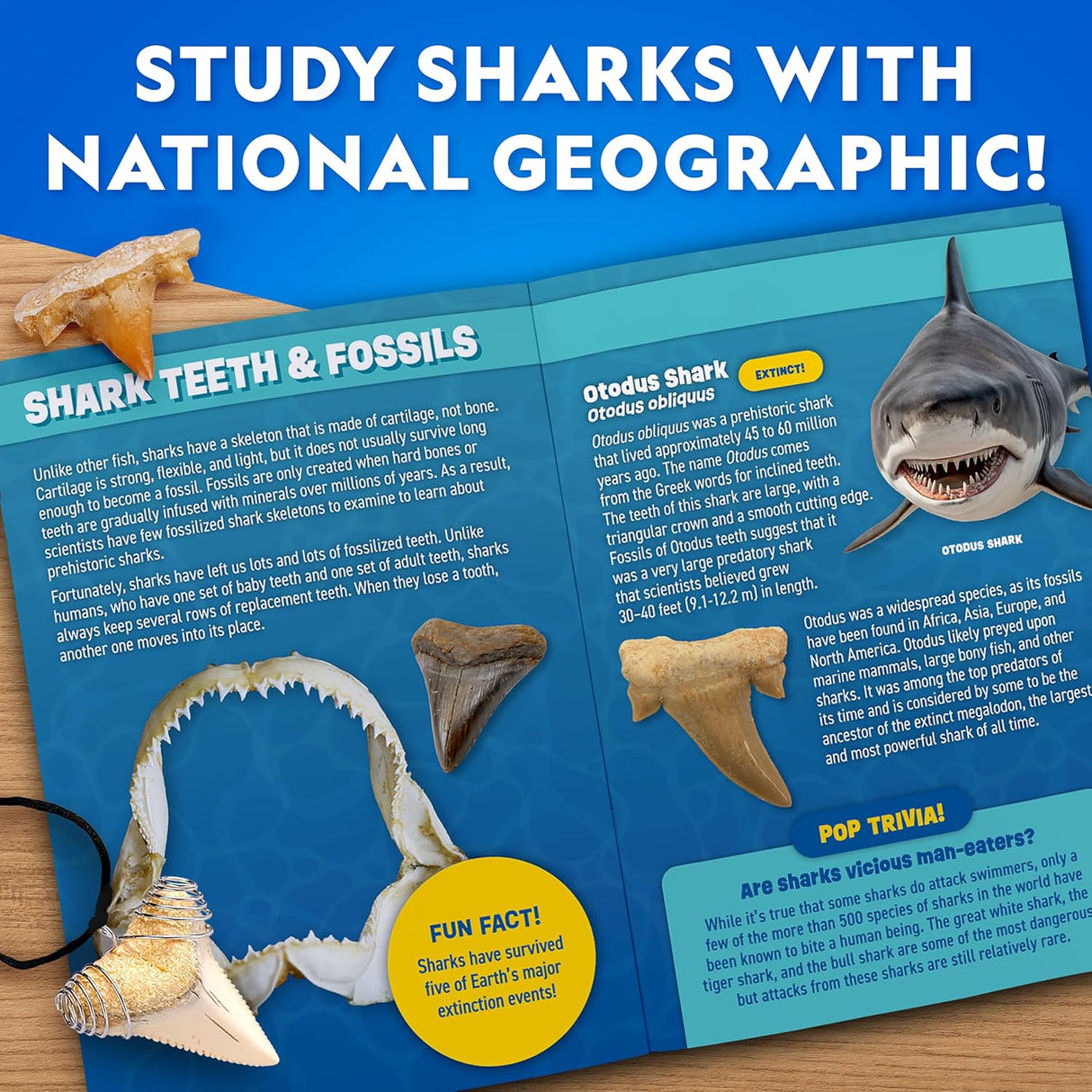 Shark Tooth Dig Kit