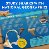 Shark Tooth Dig Kit
