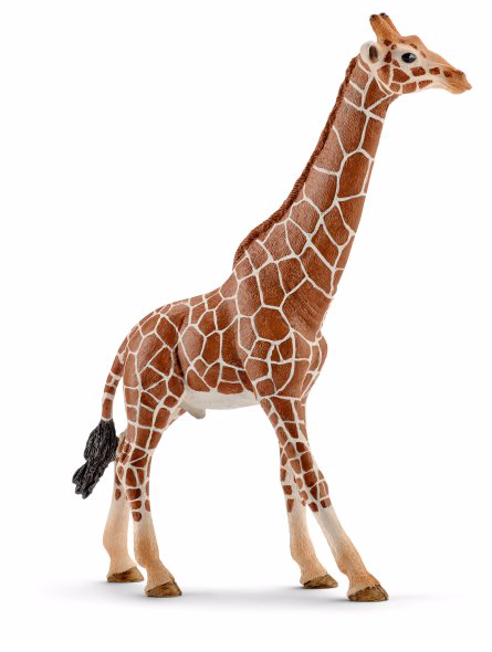 Giraffe, male