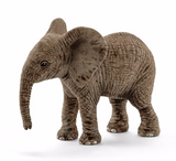 African elephant calf