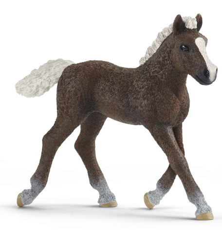 Black Forest Foal