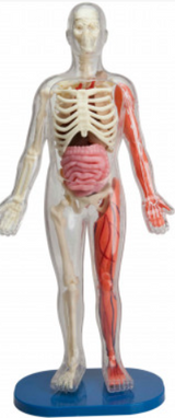 Squishy Human Body