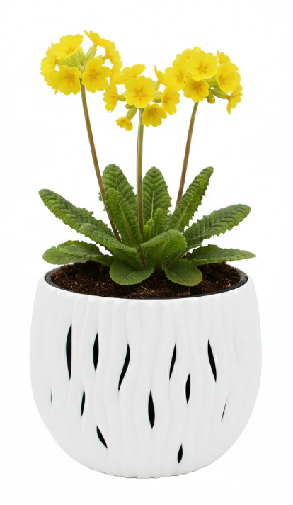 Primrose Flower Grow Kit