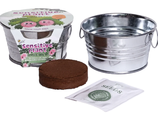 Sensitive Plant Kids Mini Painted Basin