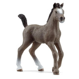 Selle Français foal