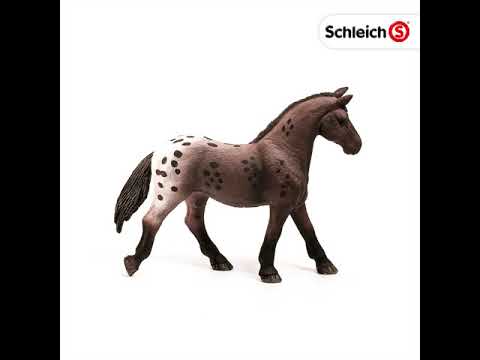 Appaloosa Mare