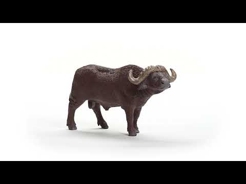 African Buffalo