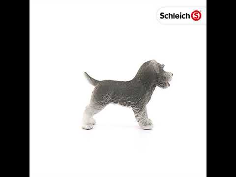 Miniature Schnauzer