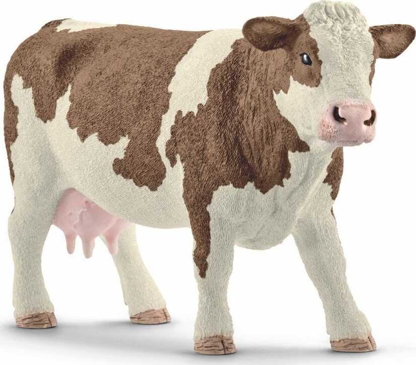 Simmental Cow