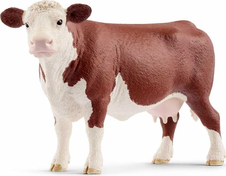 Hereford Cow