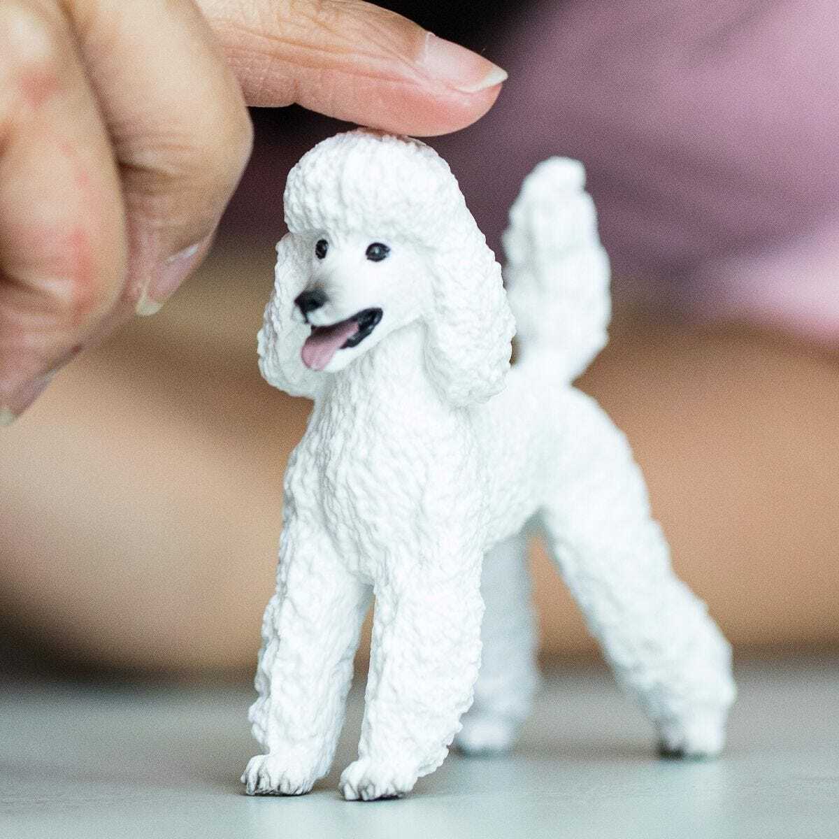 Poodle