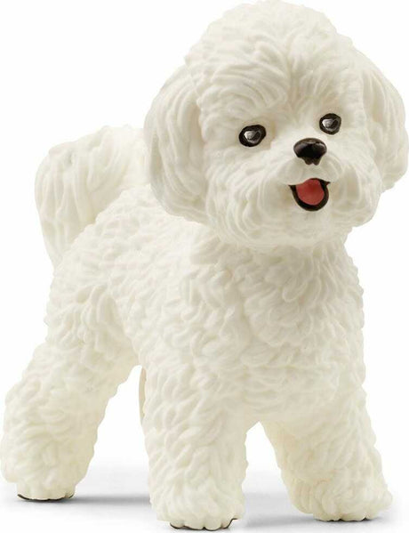 Bichon Frise