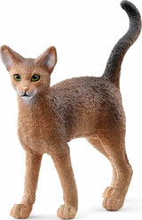 Abyssinian Cat