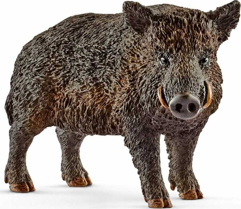 Wild Boar