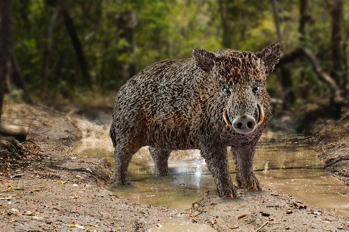 Wild Boar