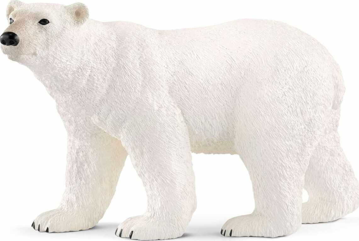 Polar Bear