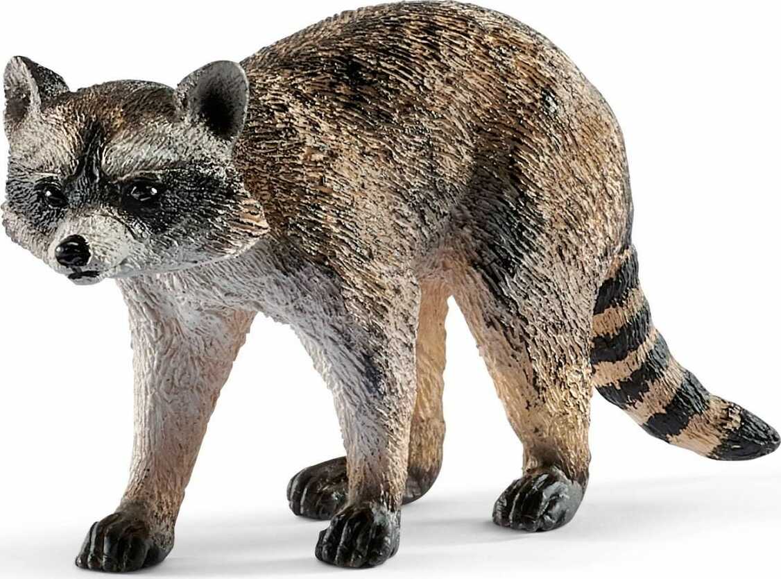 Raccoon