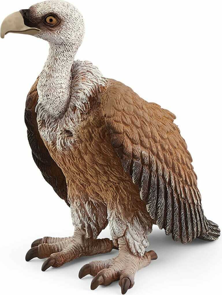 Vulture