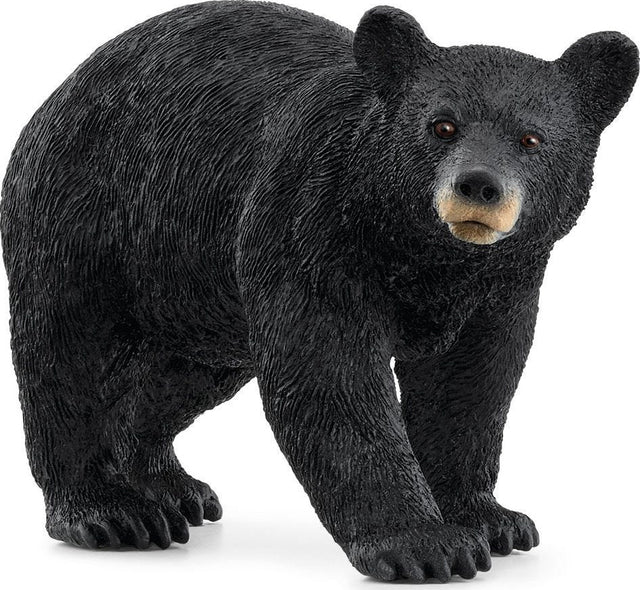 American Black Bear