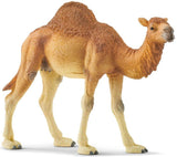 Dromedary Camel