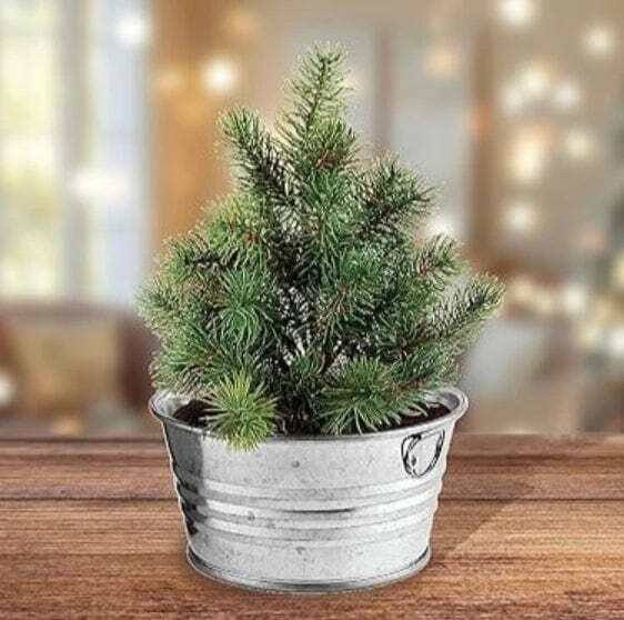 Perfect Pine Christmas Tree