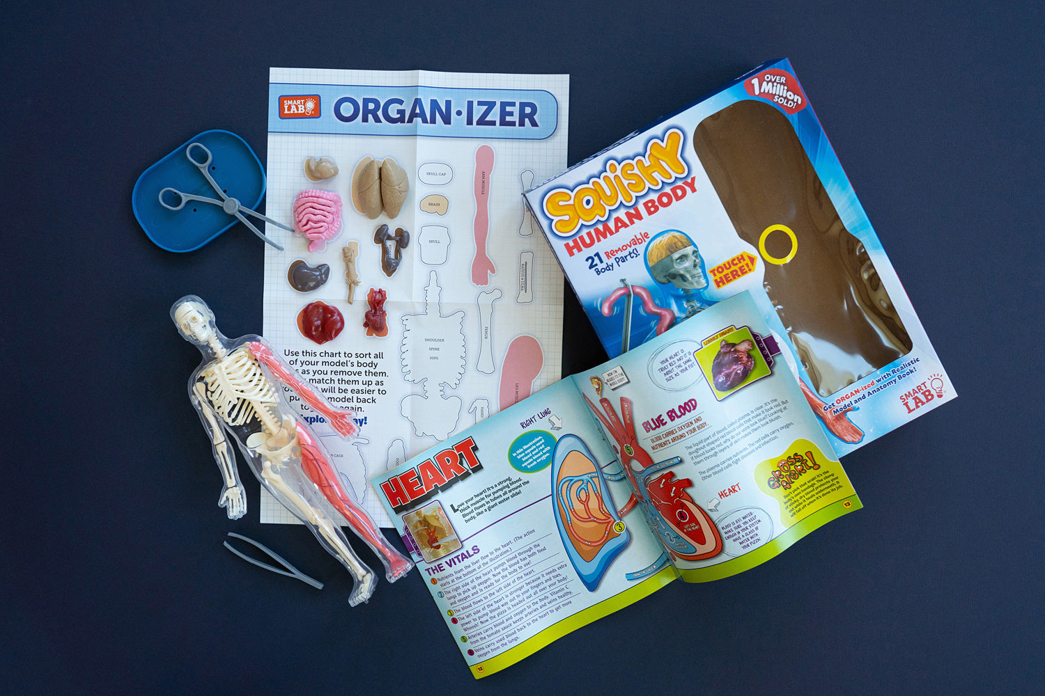 Squishy Human Body – Fun Stuff Toys