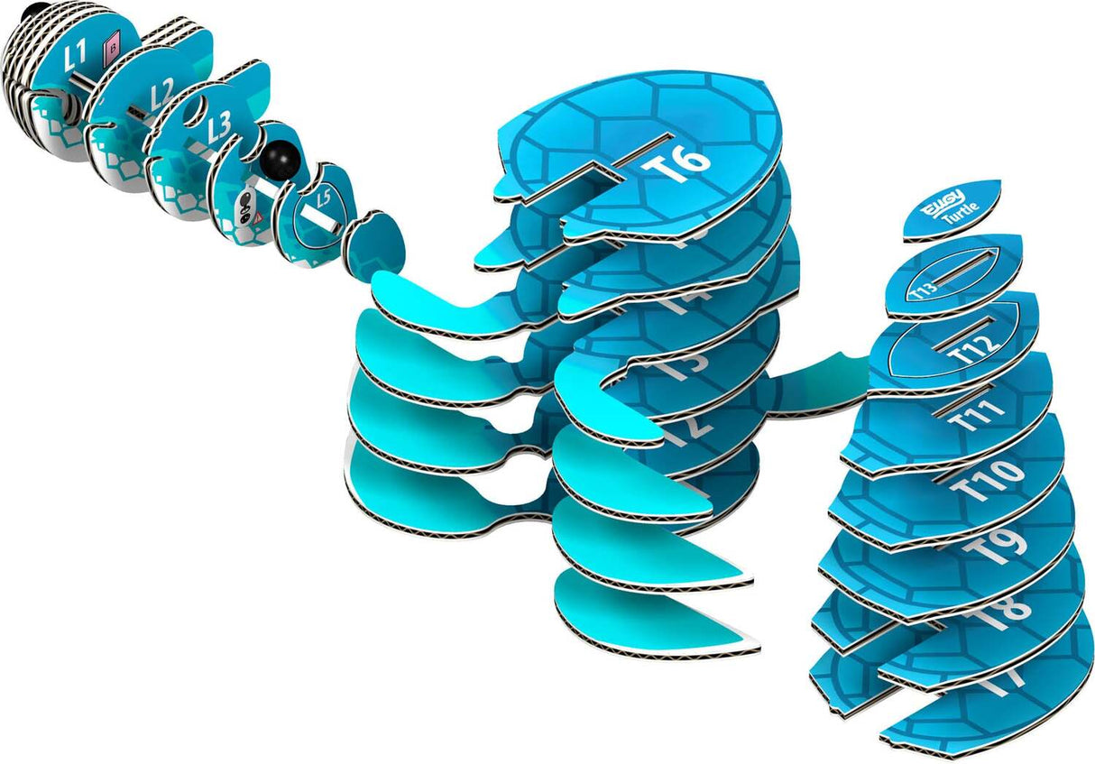 Eugy Sea Turtle 3D Cardboard Model Kit