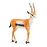 Thompson Gazelle